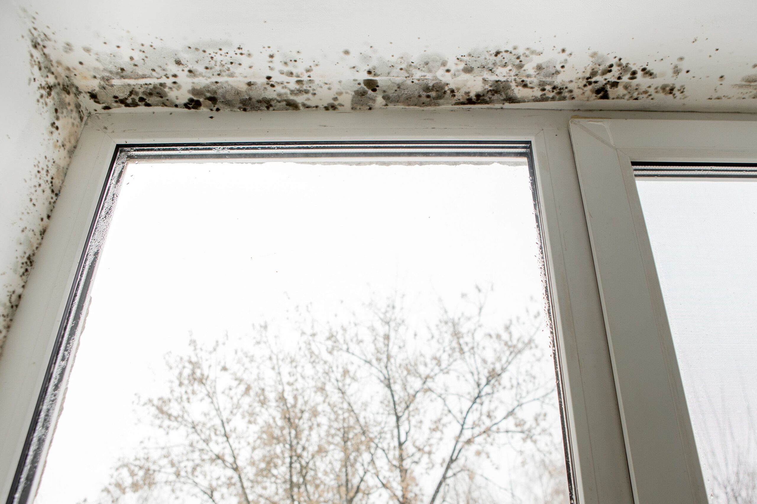 Schimmelbildung in Keller und am Fenster